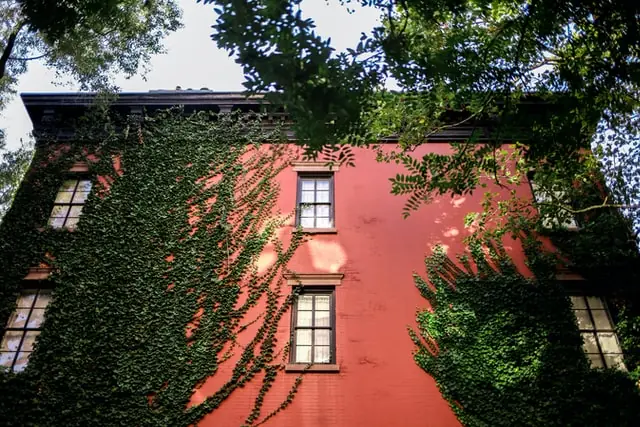 Red stucco building façade adorned with climbing green ivy vines and framed by leafy tree branches overhead
