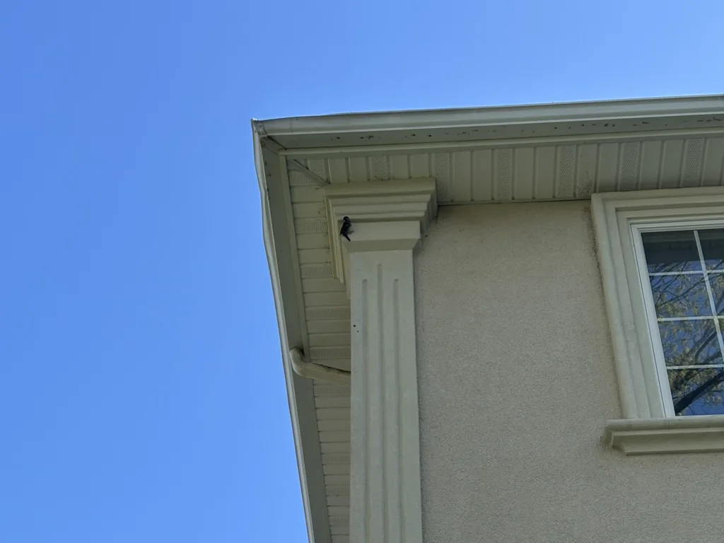 Woodpecker perched beneath the soffit on a decorative stucco column near a window—typical location for EIFS/stucco damage before repair by ZD Stucco Repair.